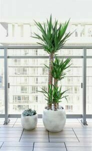 Plants and Planters on Condo Balcony in Toronto