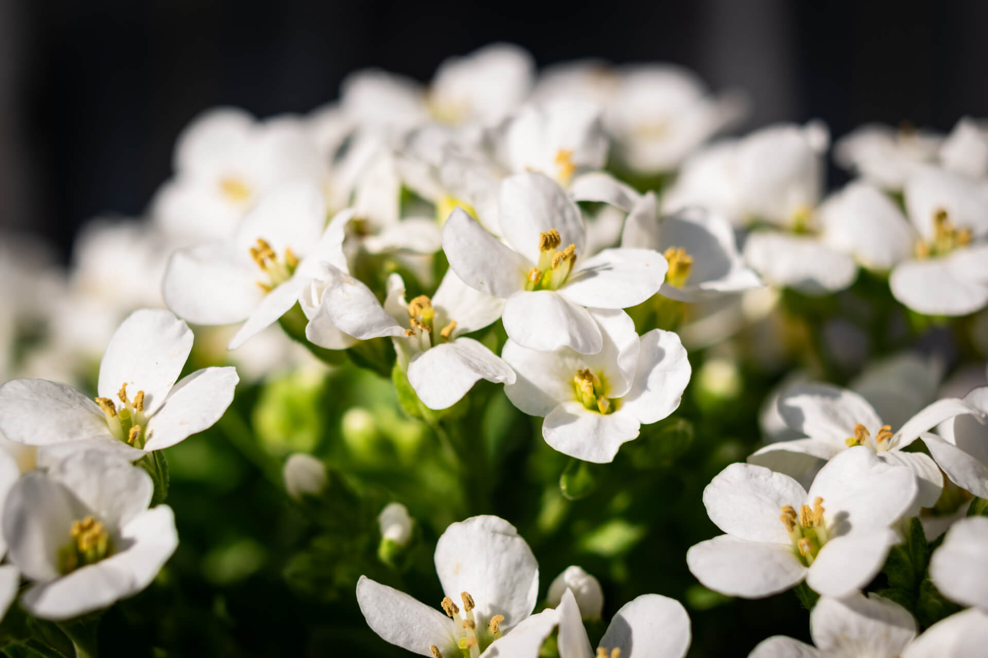 Balcony plants Sweet Alyssum