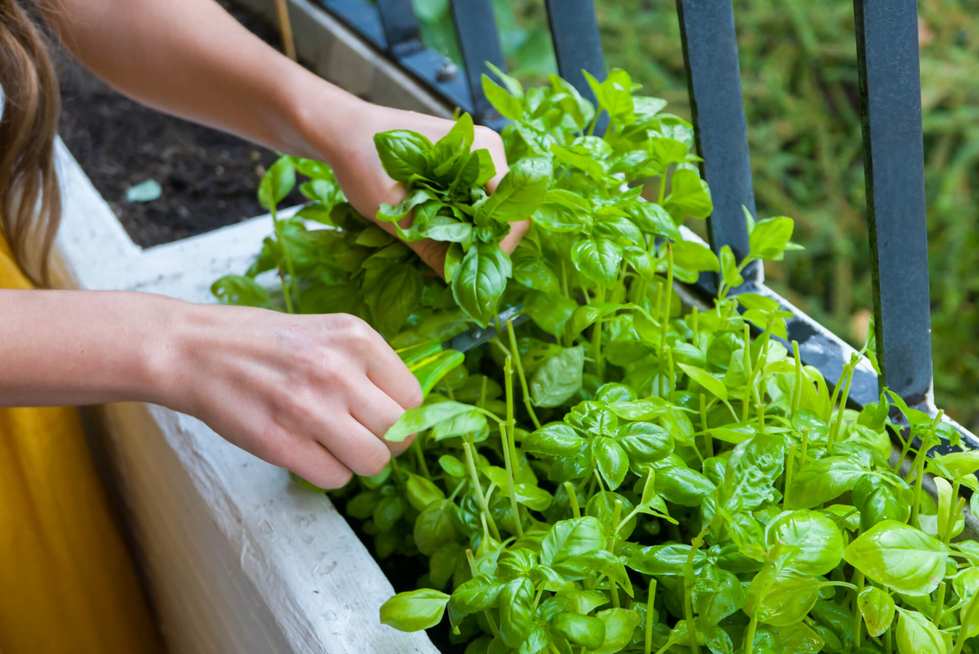 Balcony plants basil