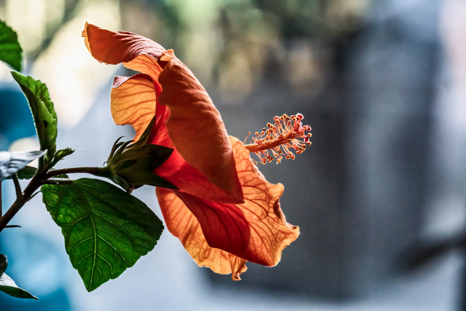 Balcony plants hibiscus