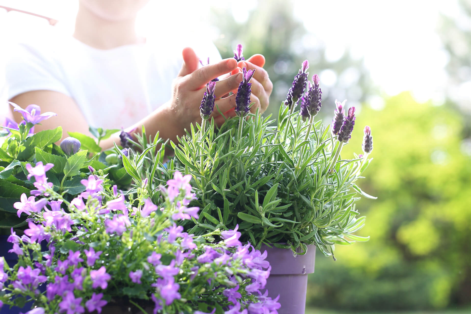 Balcony plants lavender