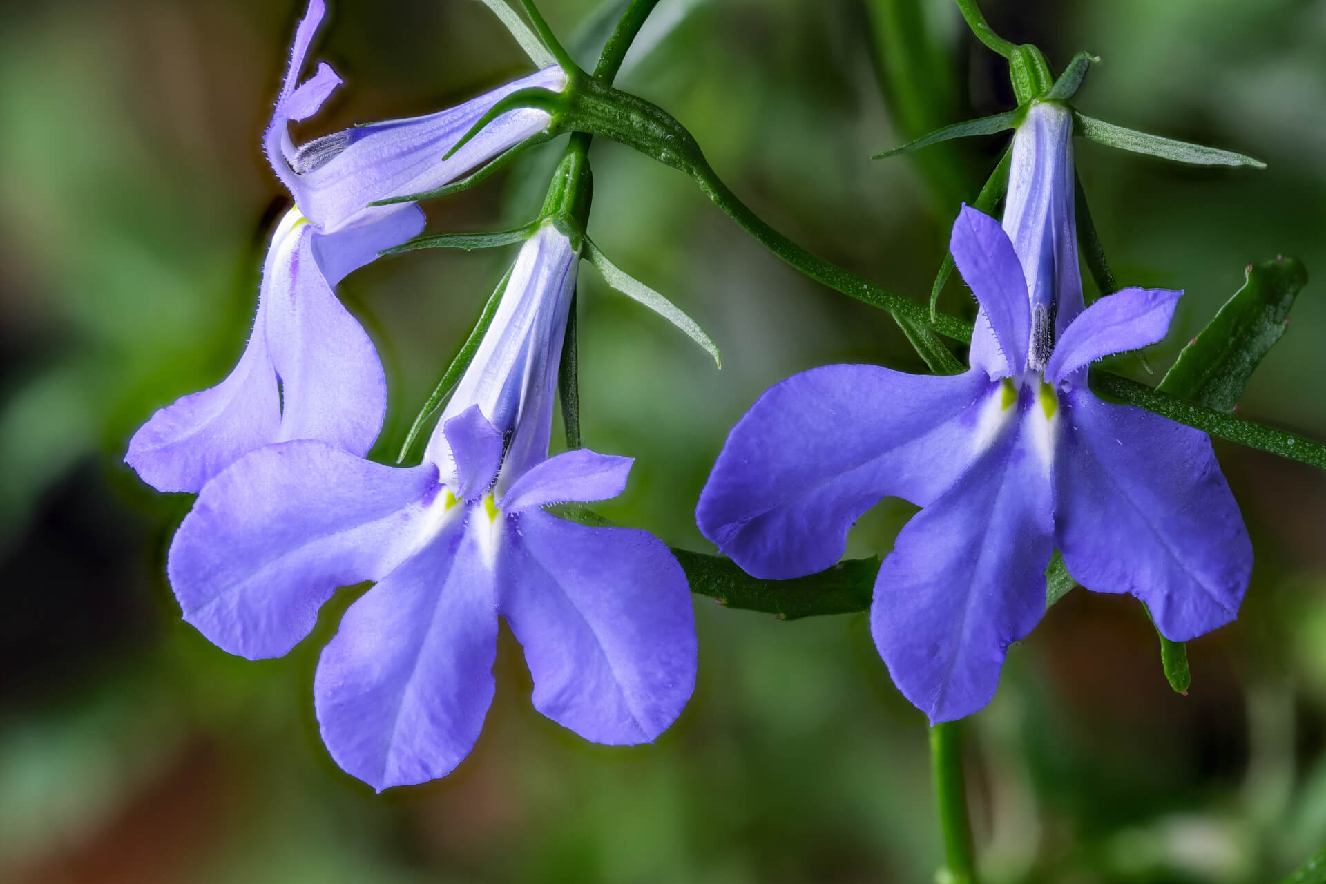 Balcony plants Lobelia