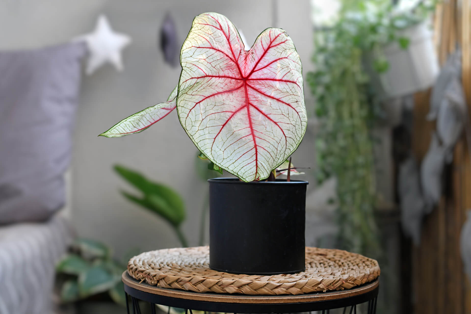 Caladium plant