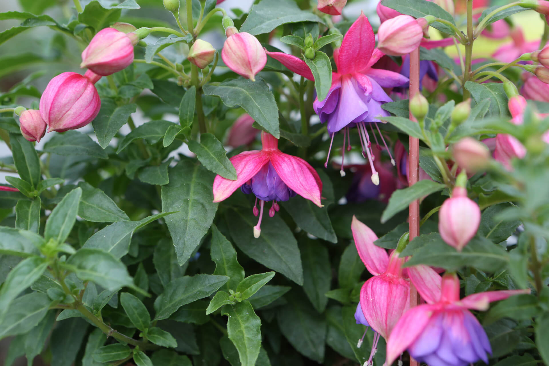 Fuschia flowers