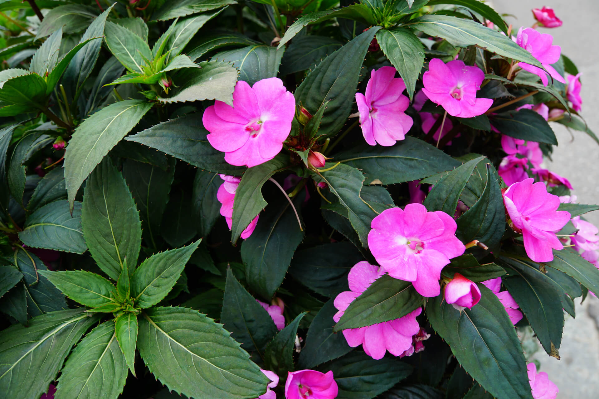 Impatiens flowers