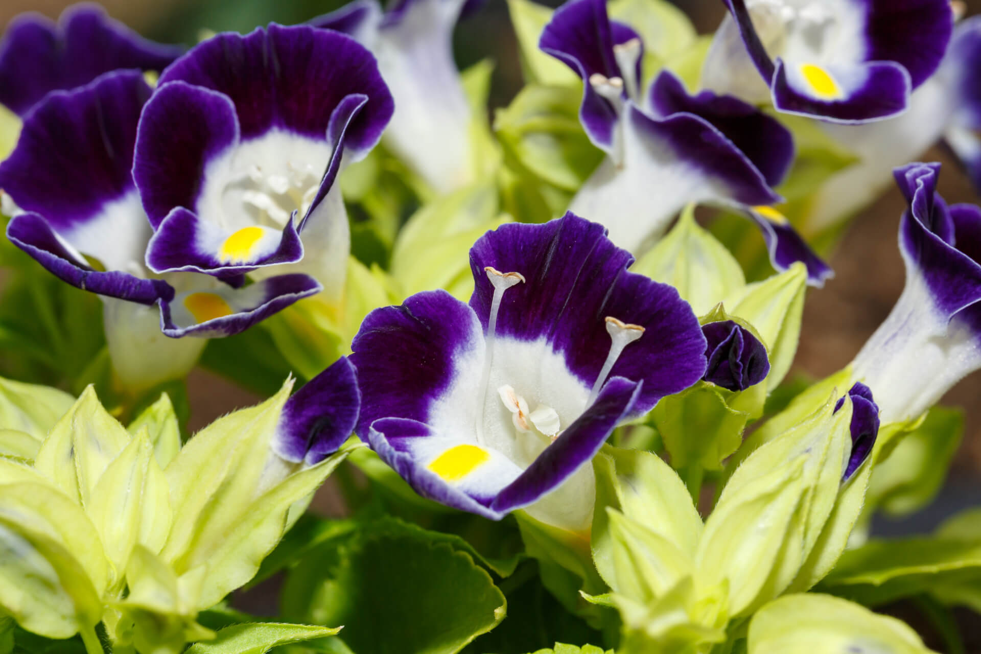 Torenia flowers